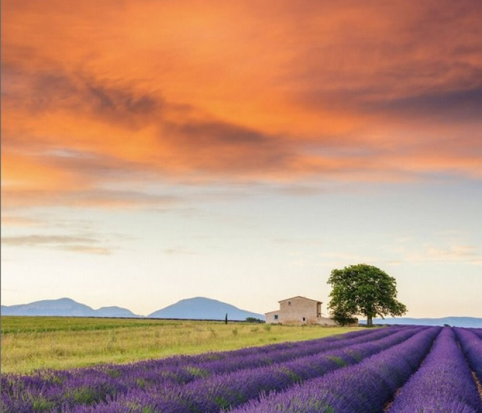 Puzzle - Schmidt - Lawendowe pole