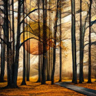 Puzzle - Schmidt - Magiczny las