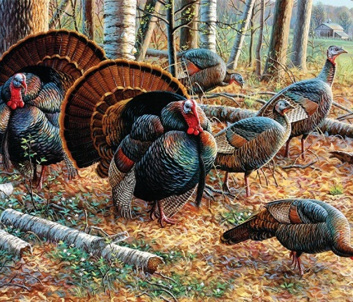 Puzzle - Sunsout - Indyki