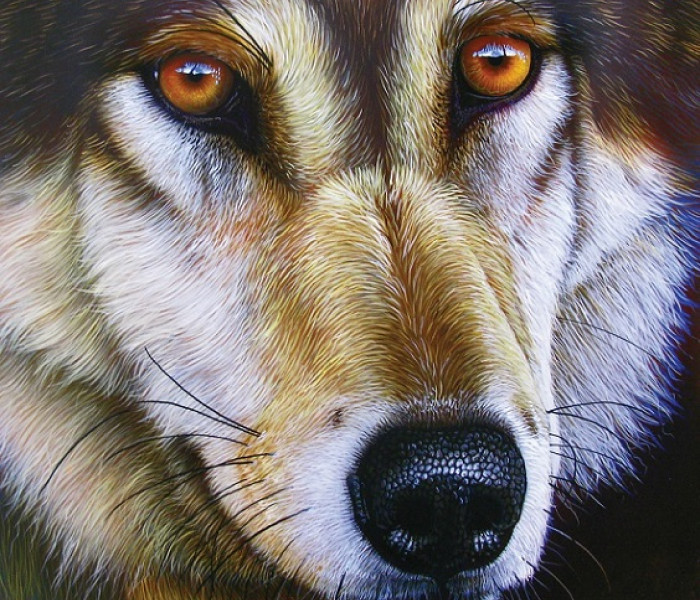 Puzzle - Sunsout - Twarz wilka