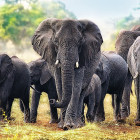 Puzzle - Trefl - Słonie afrykańskie