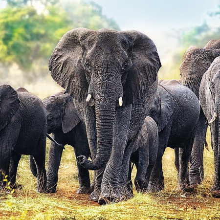 Słonie afrykańskie