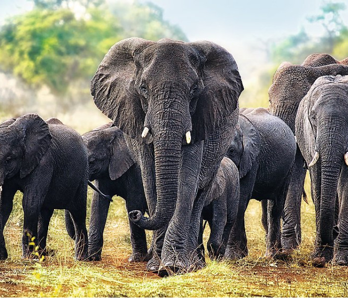 Puzzle - Trefl - Słonie afrykańskie