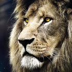 Puzzle - Trefl - Portret lwa