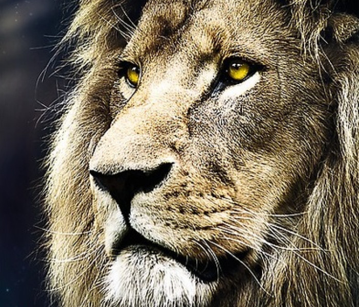 Puzzle - Trefl - Portret lwa