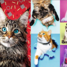 Puzzle - Trefl - Szczęśliwe koty