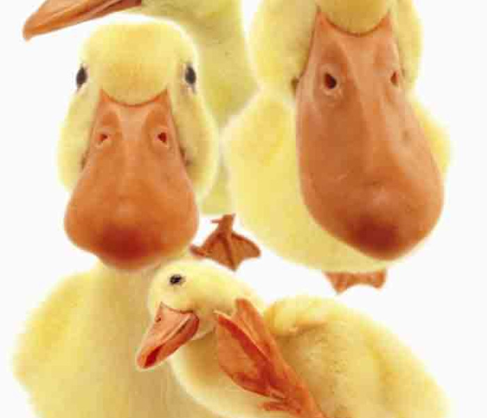 Puzzle - Piatnik - Kaczki