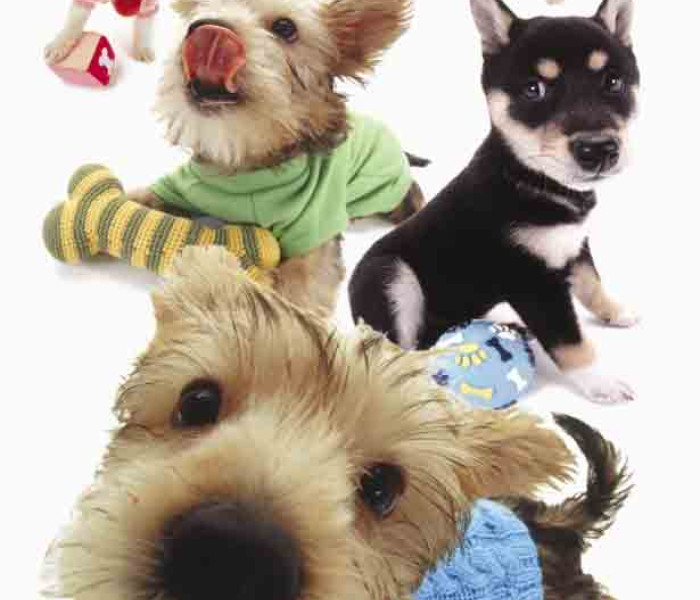 Puzzle - Piatnik - Szczenięta