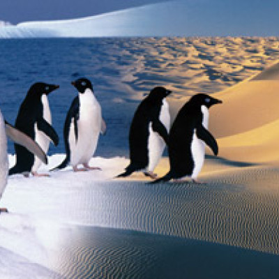 Szczęśliwe pingwiny - Puzzle Panoramiczne 