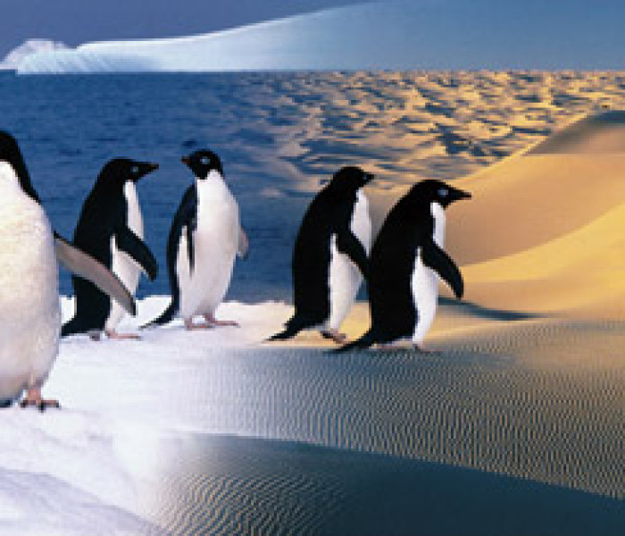 Puzzle - Zdeko - Szczęśliwe pingwiny - Puzzle Panoramiczne